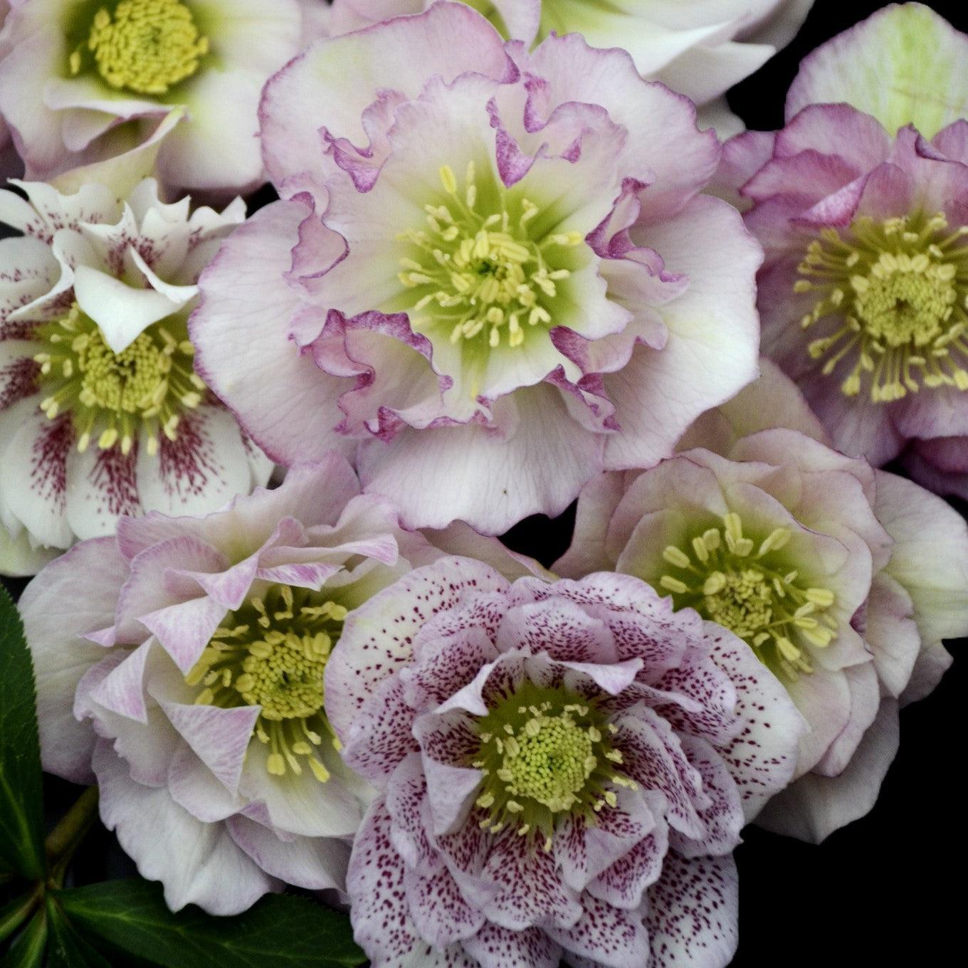 Helleborus 'Flower Girl' ~ Wedding Party® Flower Girl Lenten Rose-ServeScape