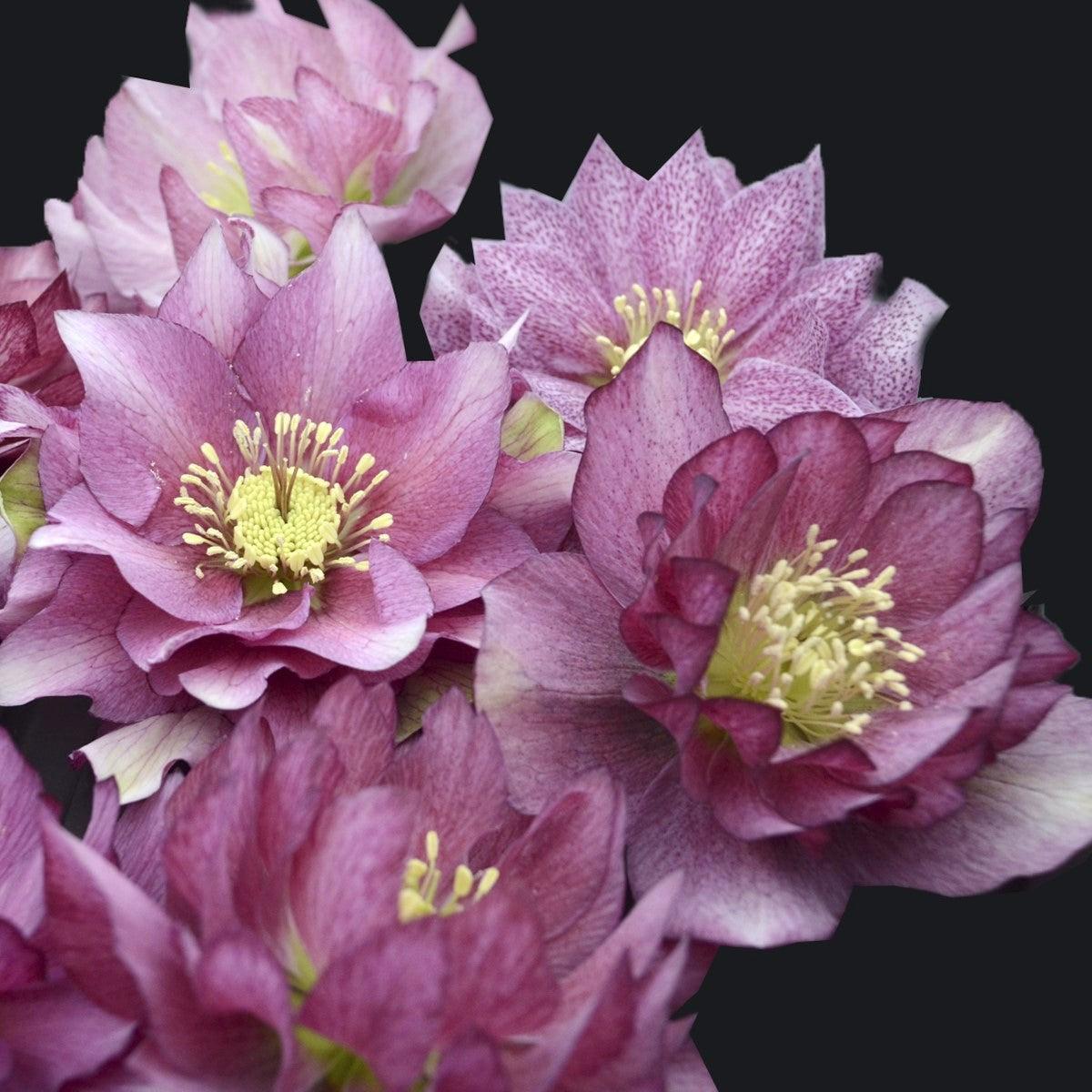 Helleborus 'Maid of Honor' ~ Wedding Party® Maid of Honor Lenten Rose-ServeScape