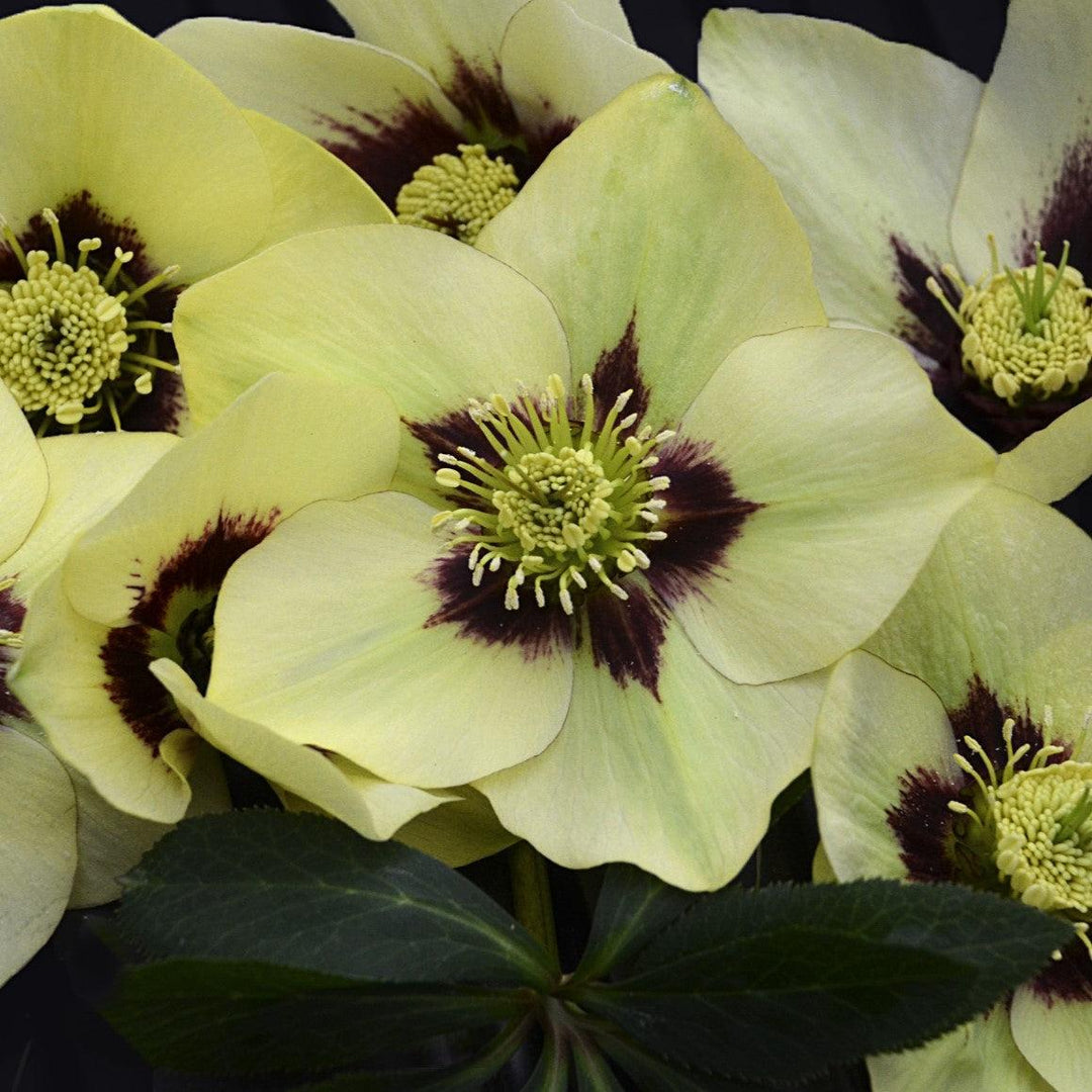Helleborus 'Spanish Flare' ~ Honeymoon® Spanish Flare Lenten Rose-ServeScape