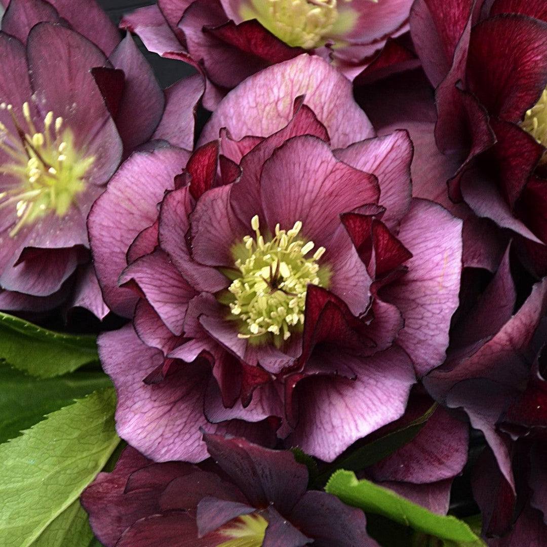 Helleborus 'True Love' ~ Wedding Party® True Love Lenten Rose-ServeScape