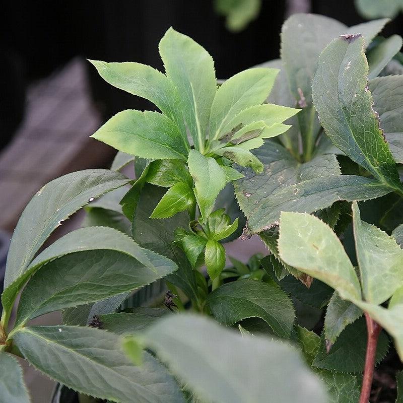 Helleborus x ericsmithii 'Pink Beauty' ~ Pink Beauty Lenten Rose-ServeScape