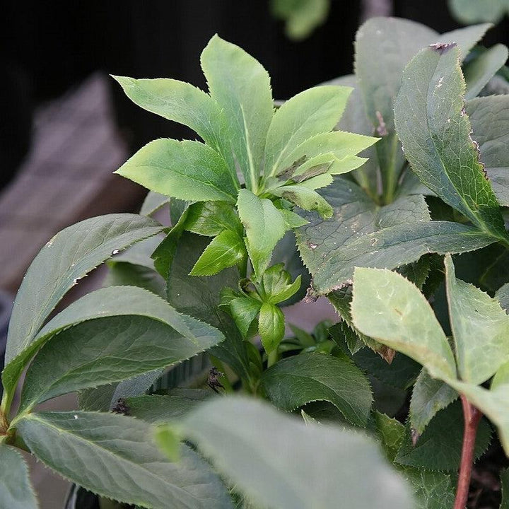 Helleborus x ericsmithii 'Pink Beauty' ~ Pink Beauty Lenten Rose-ServeScape