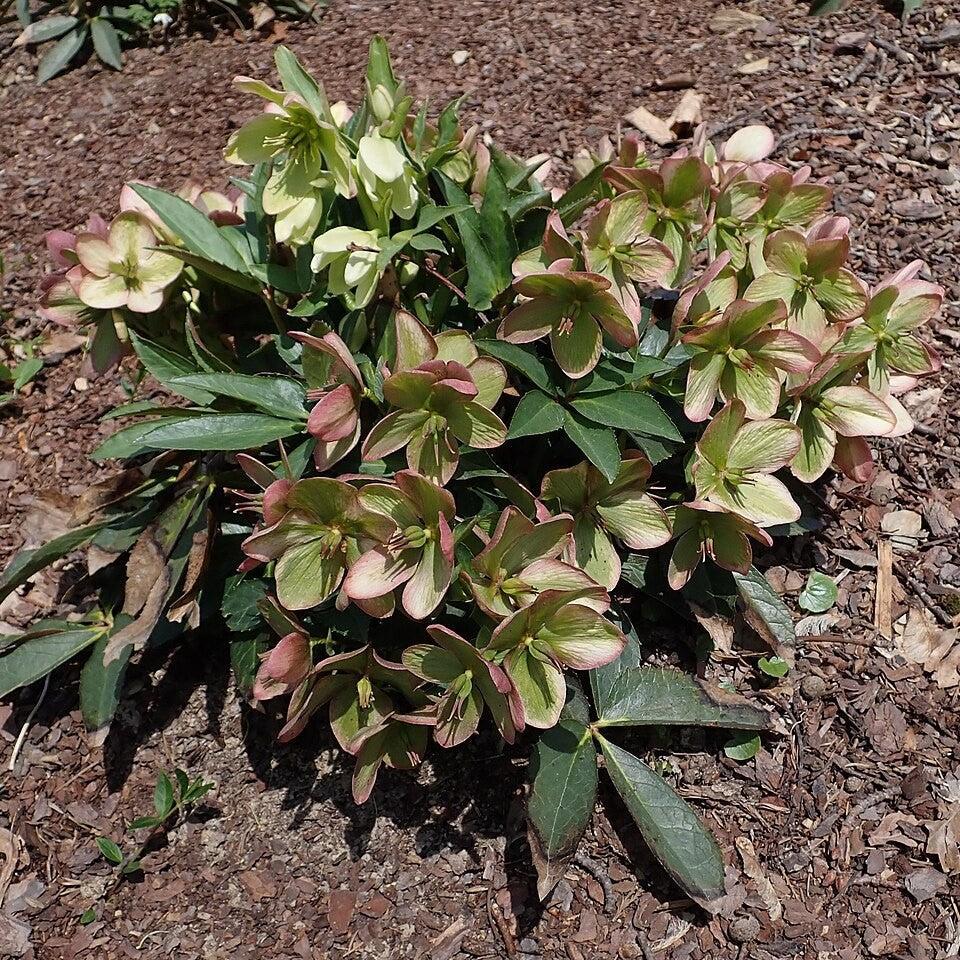 Helleborus x nigercors 'Winter Passion' ~ Winter Passion Lenten Rose-ServeScape