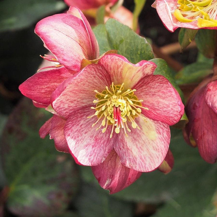 Helleborus x glandorfensis 'COSEH 5400' ~ HGC® Ice N' Roses Rosado Lenten Rose-ServeScape