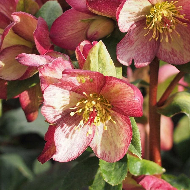 Helleborus x glandorfensis 'COSEH 5400' ~ HGC® Ice N' Roses Rosado Lenten Rose-ServeScape