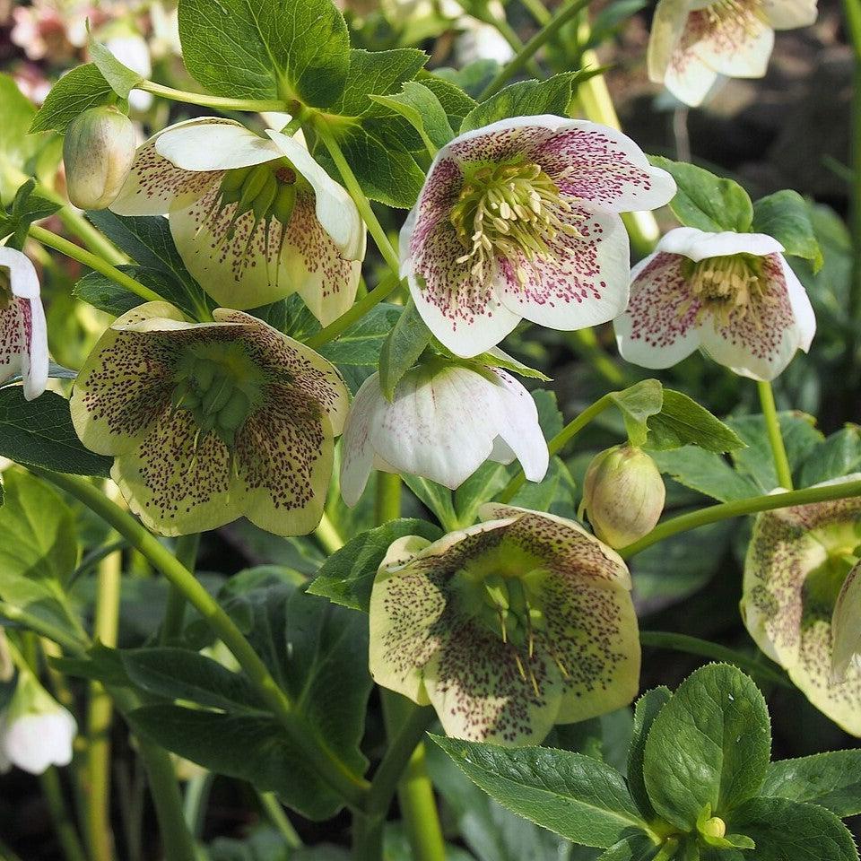 Helleborus x hybridus 'SP Conny' ~ Spring Promise® Conny Lenten Rose-ServeScape