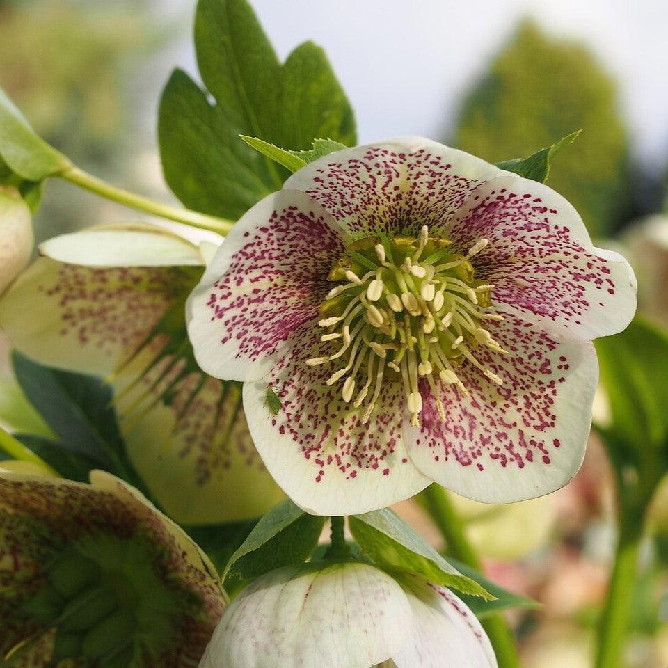 Helleborus x hybridus 'SP Conny' ~ Spring Promise® Conny Lenten Rose-ServeScape