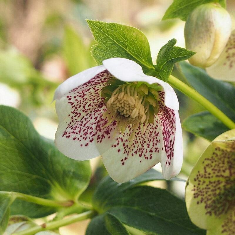 Helleborus x hybridus 'SP Conny' ~ Spring Promise® Conny Lenten Rose-ServeScape