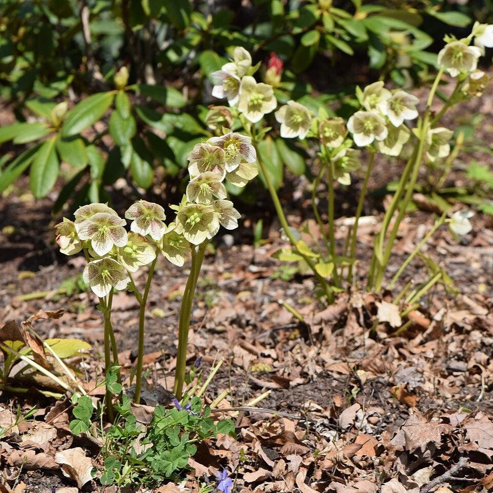 Helleborus x hybridus 'SP Conny' ~ Spring Promise® Conny Lenten Rose-ServeScape