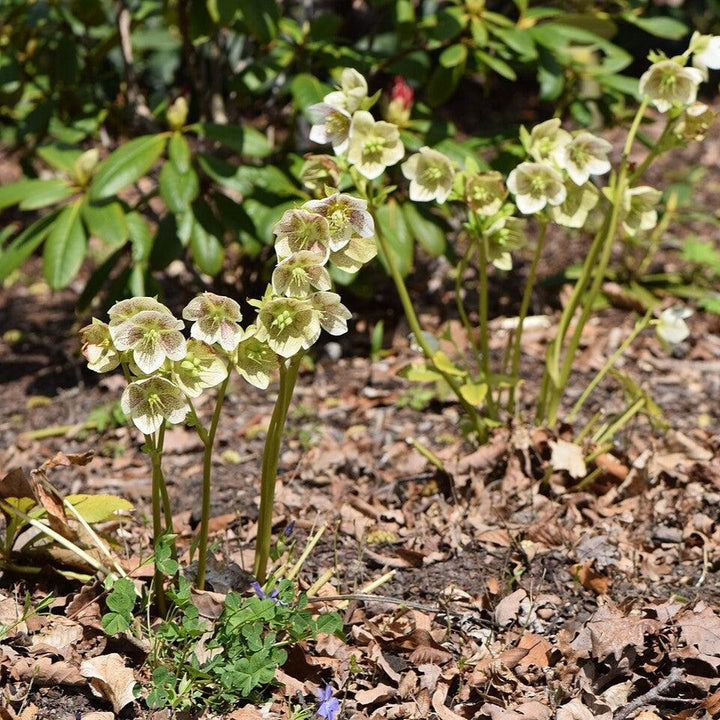 Helleborus x hybridus 'SP Conny' ~ Spring Promise® Conny Lenten Rose-ServeScape
