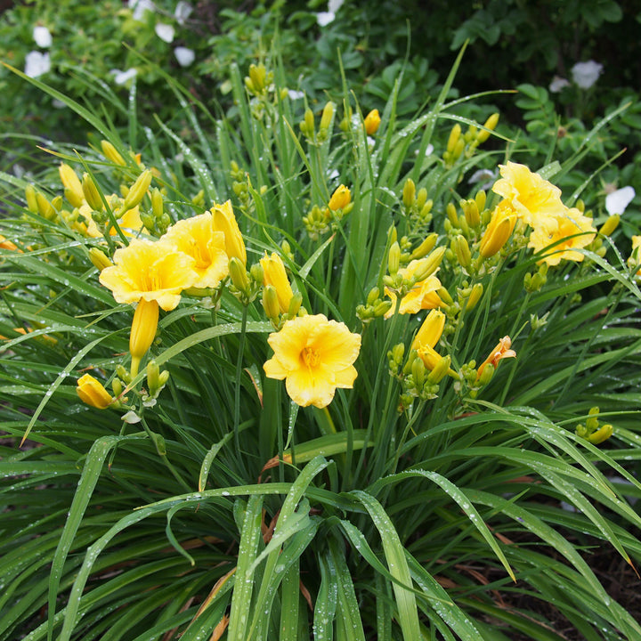 Hemerocallis 'Stella D'Oro' ~ Stella de Oro Daylily-ServeScape