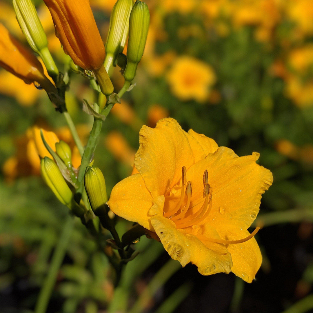 Hemerocallis 'Stella D'Oro' ~ Stella de Oro Daylily - Delivered By ServeScape