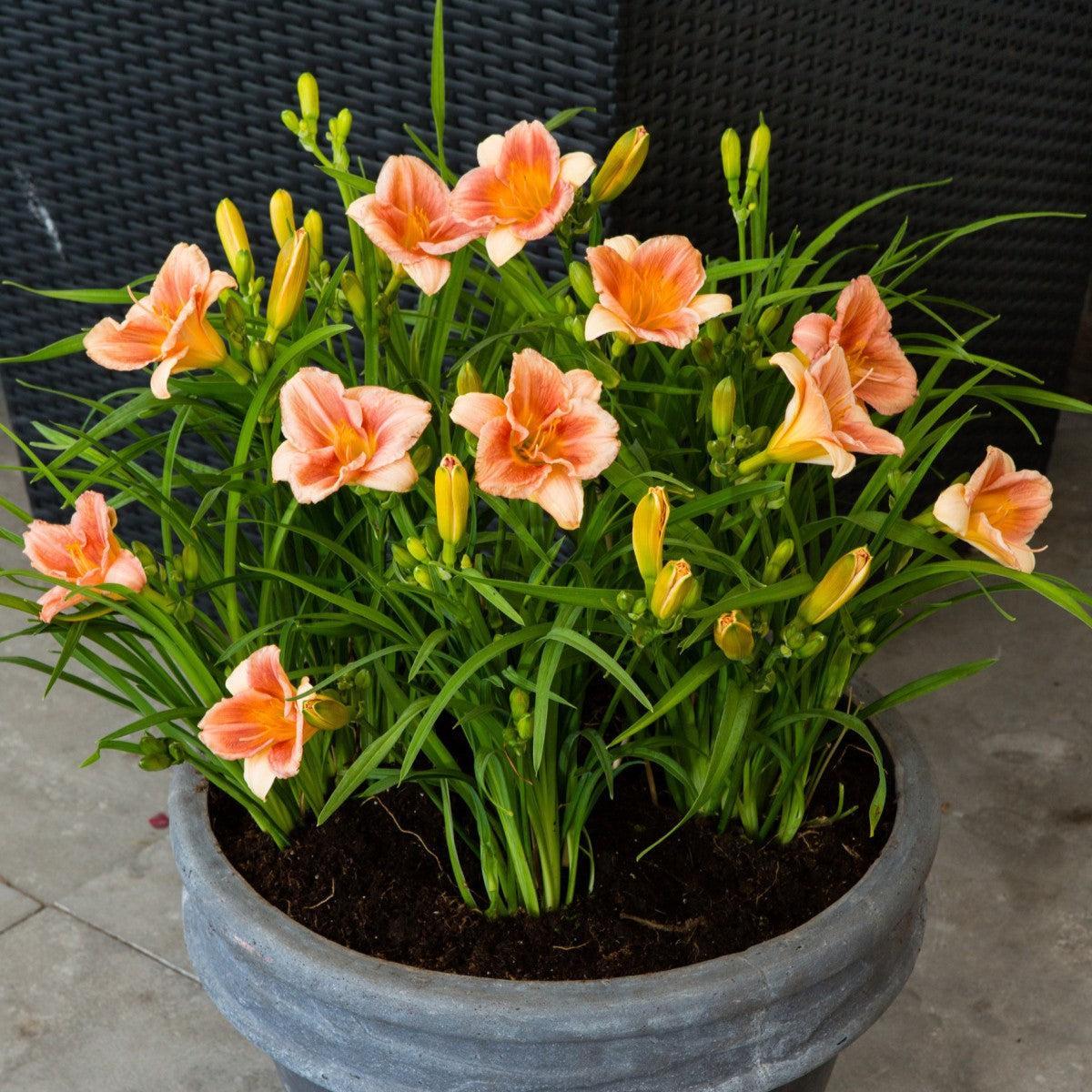 Hemerocallis 'VER00157' ~ EveryDaylily™ Cerise® Daylily-ServeScape