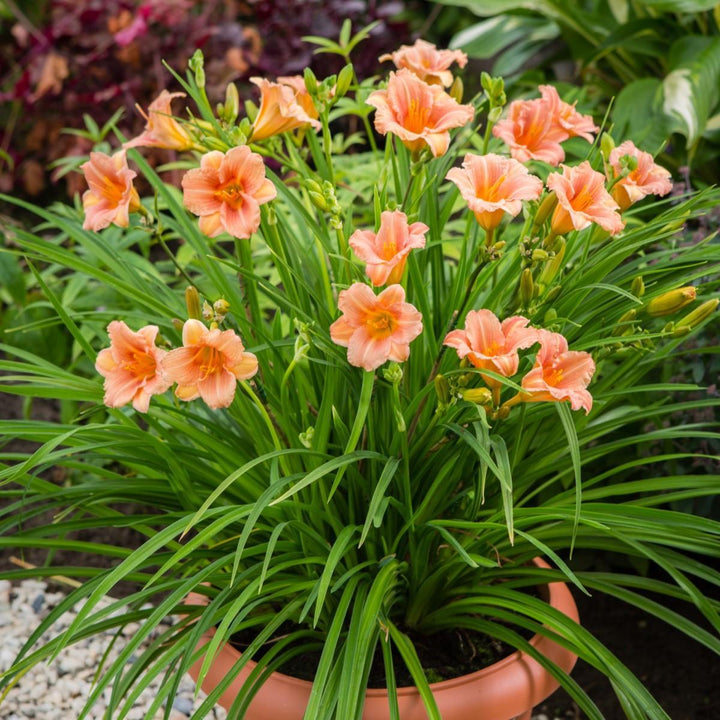 Hemerocallis 'VER0021' ~ EveryDaylily® Pink Wing Daylily-ServeScape