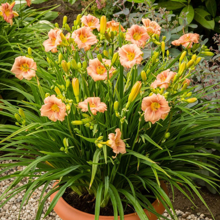 Hemerocallis 'Ver00198' ~ EveryDaylily™ Rose® Daylily-ServeScape