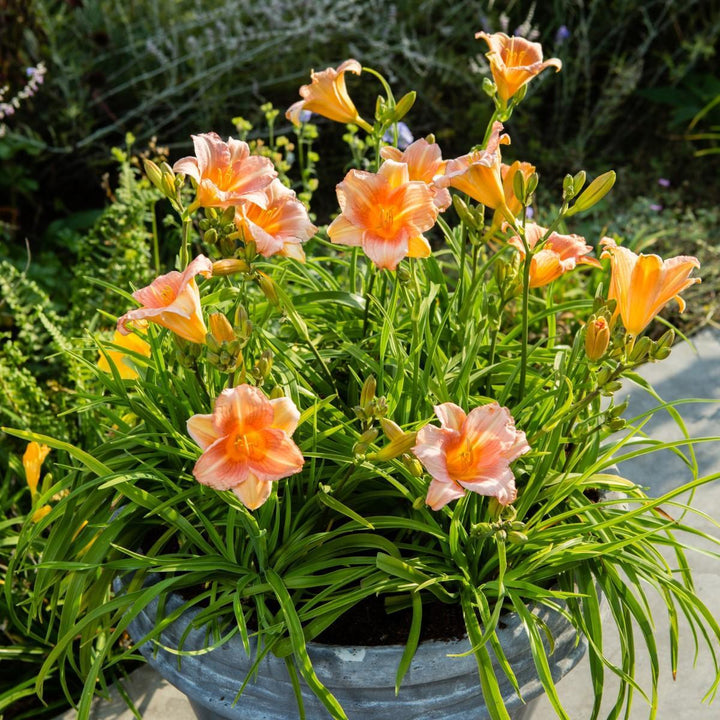 Hemerocallis 'VER0021' ~ EveryDaylily® Pink Wing Daylily-ServeScape