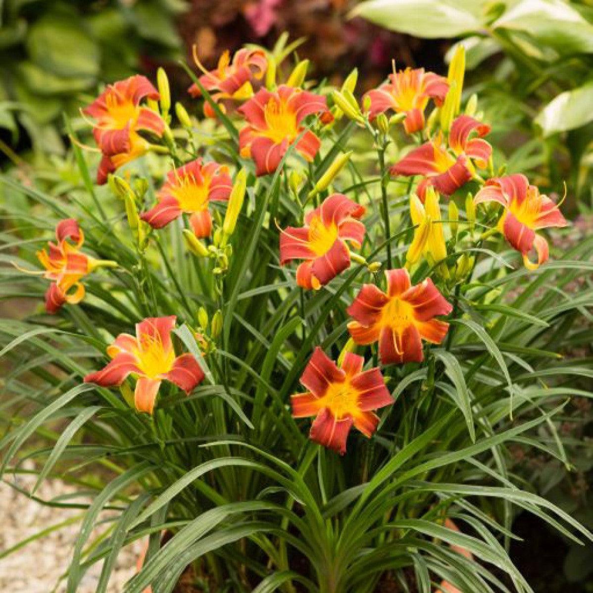 Hemerocallis 'Ver00322' ~ EveryDaylily™ Red Ribs Daylily-ServeScape