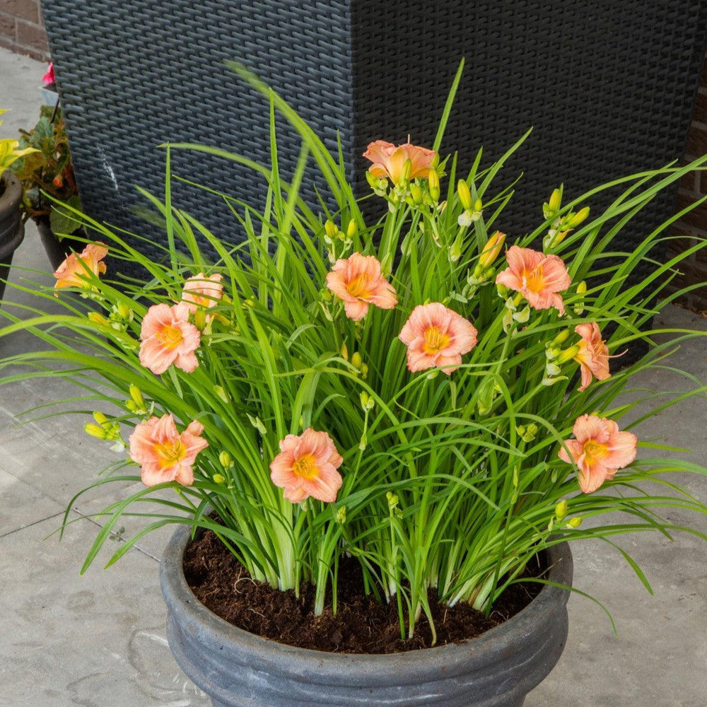 Hemerocallis 'Ver00198' ~ EveryDaylily™ Rose® Daylily-ServeScape