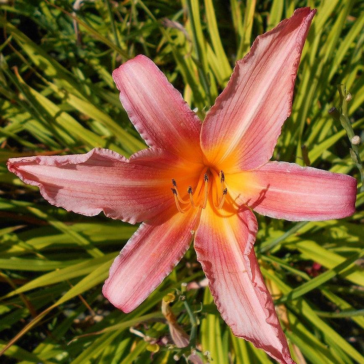 Hemerocallis 'Hall's Pink' ~ Hall's Pink Daylily-ServeScape