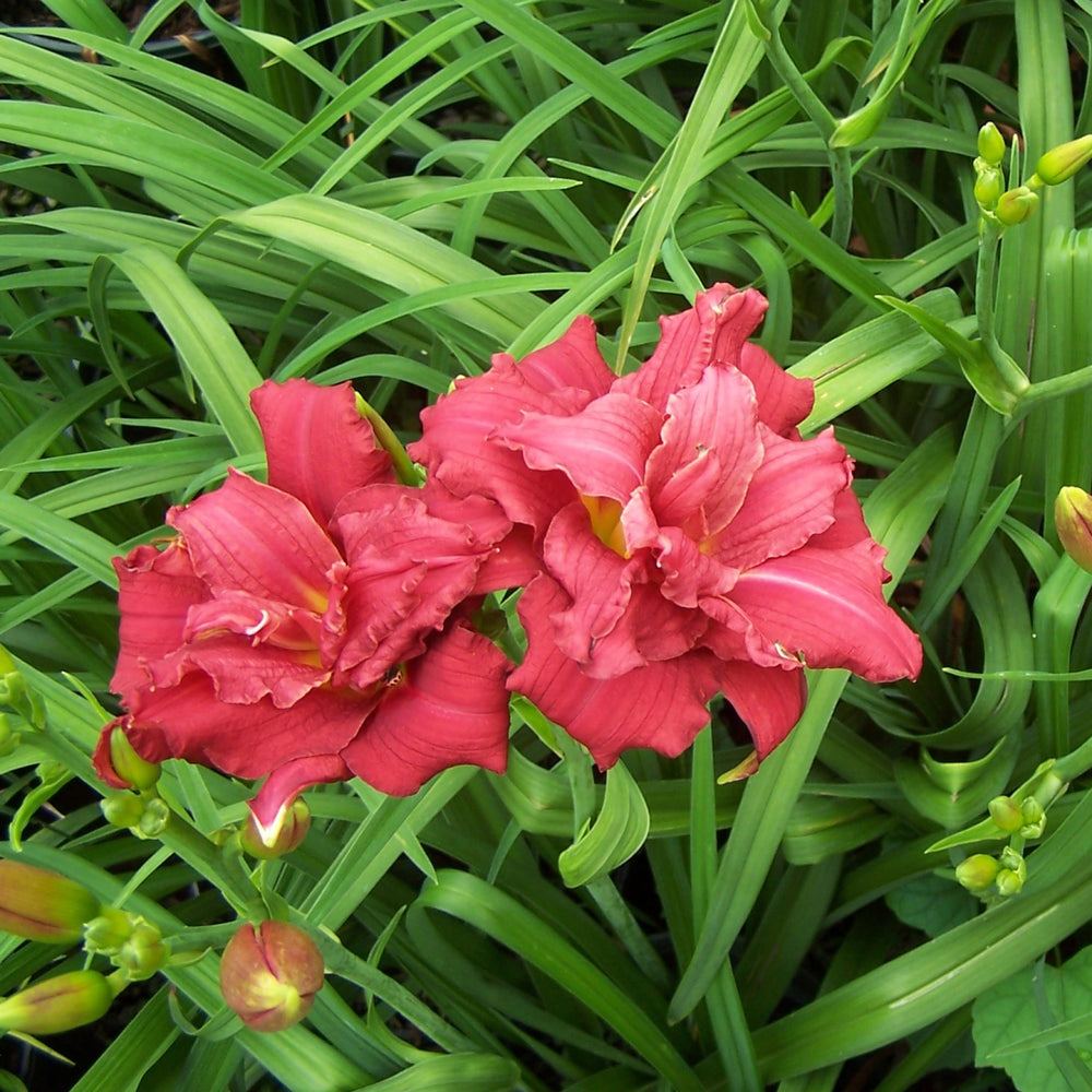 Hemerocallis 'Double Pardon Me' ~ Double Pardon Me Daylily-ServeScape