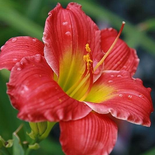 Hemerocallis 'Red Hot Returns' ~ Red Hot Returns Daylily-ServeScape