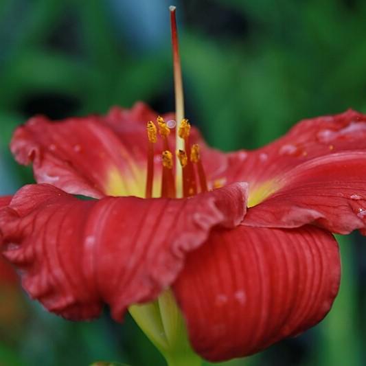 Hemerocallis 'Red Hot Returns' ~ Red Hot Returns Daylily-ServeScape