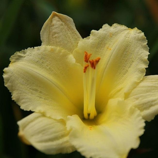 Hemerocallis 'Stella Supreme' ~ Stella Supreme Daylily-ServeScape