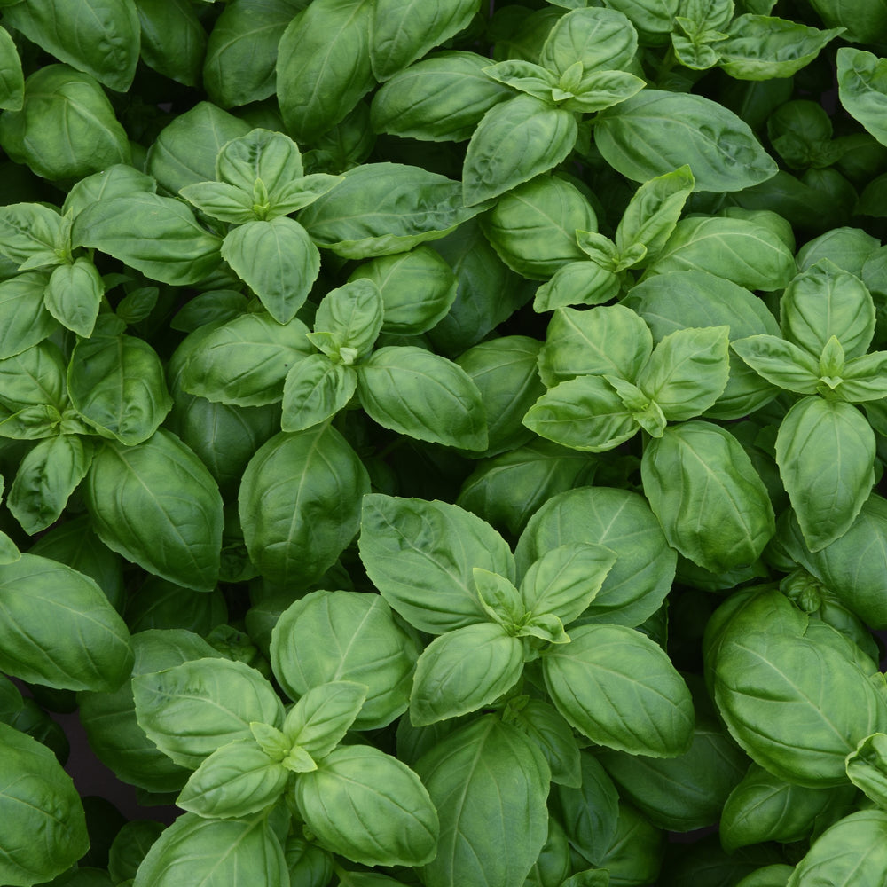 Ocimum basilicum 'Dolce Fresca' ~ Dolce Fresca Sweet Basil-ServeScape