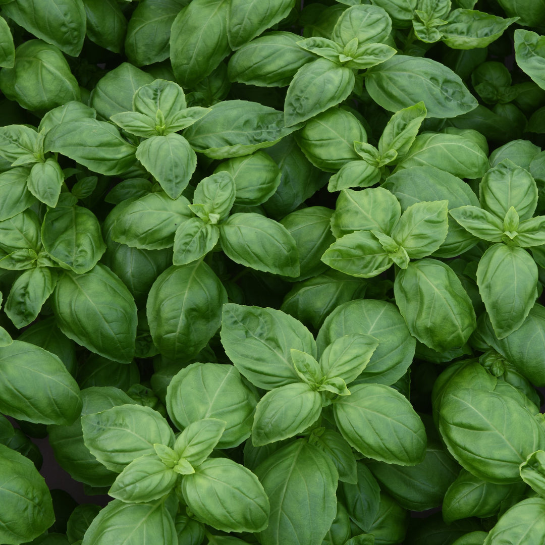 Ocimum basilicum 'Dolce Fresca' ~ Dolce Fresca Sweet Basil-ServeScape