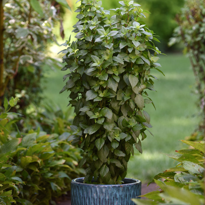 Ocimum basilicum 'Everleaf Thai Towers' ~ Everleaf Thai Towers Basil-ServeScape