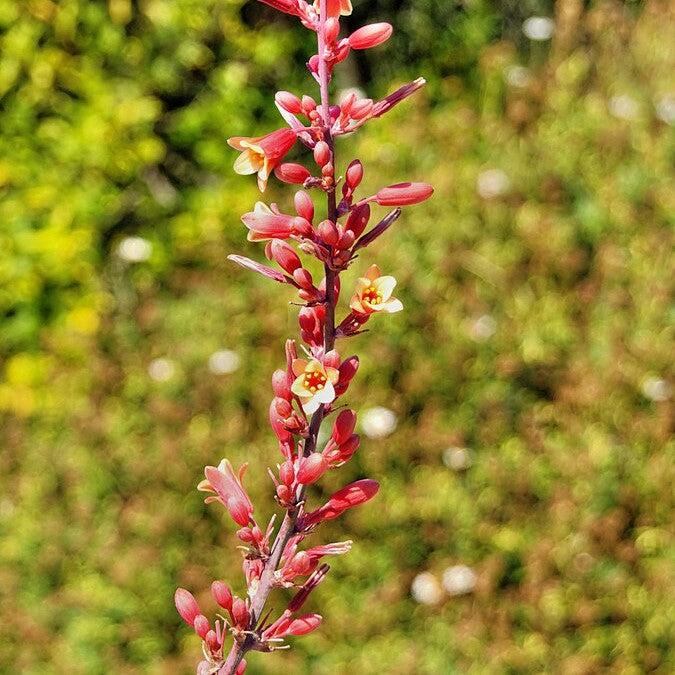 Hesperaloe parviflora ~ Hummingbird Yucca-ServeScape