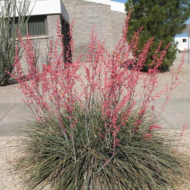 Hesperaloe parviflora ~ Hummingbird Yucca-ServeScape