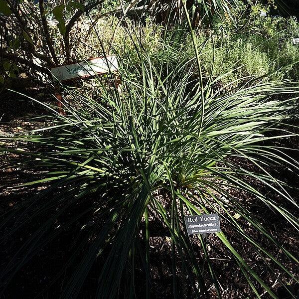 Hesperaloe parviflora ~ Hummingbird Yucca-ServeScape