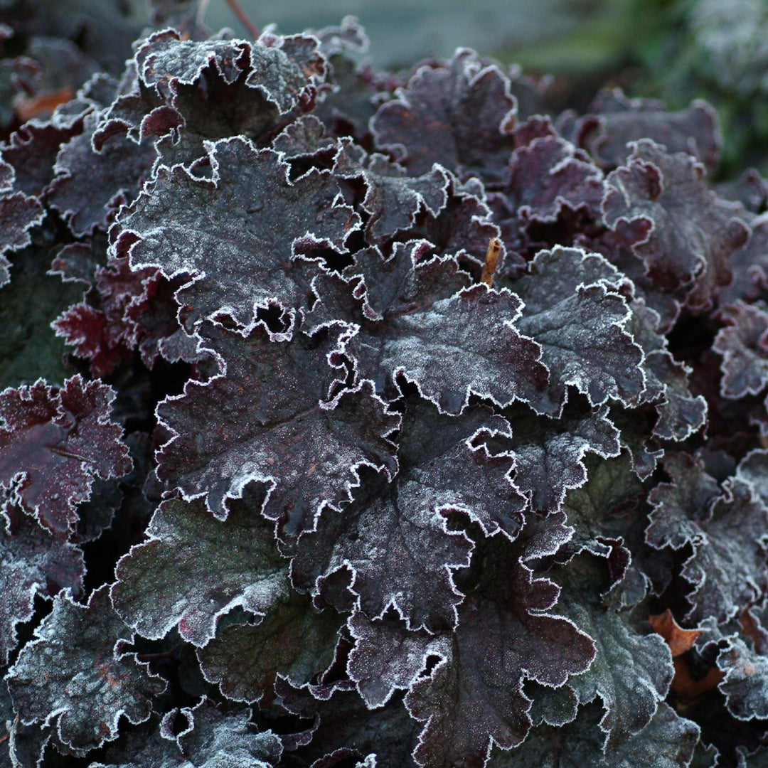 Heuchera americana 'Amethyst Myst' ~ Amethyst Myst Coral Bells