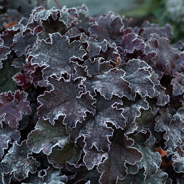 Heuchera americana 'Amethyst Myst' ~ Amethyst Myst Coral Bells