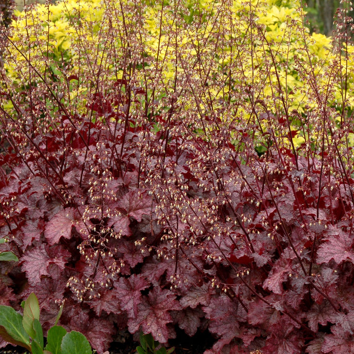 Heuchera americana 'Amethyst Myst' ~ Amethyst Myst Coral Bells