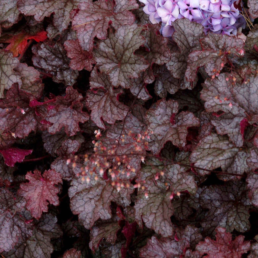 Heuchera americana 'Amethyst Myst' ~ Amethyst Myst Coral Bells