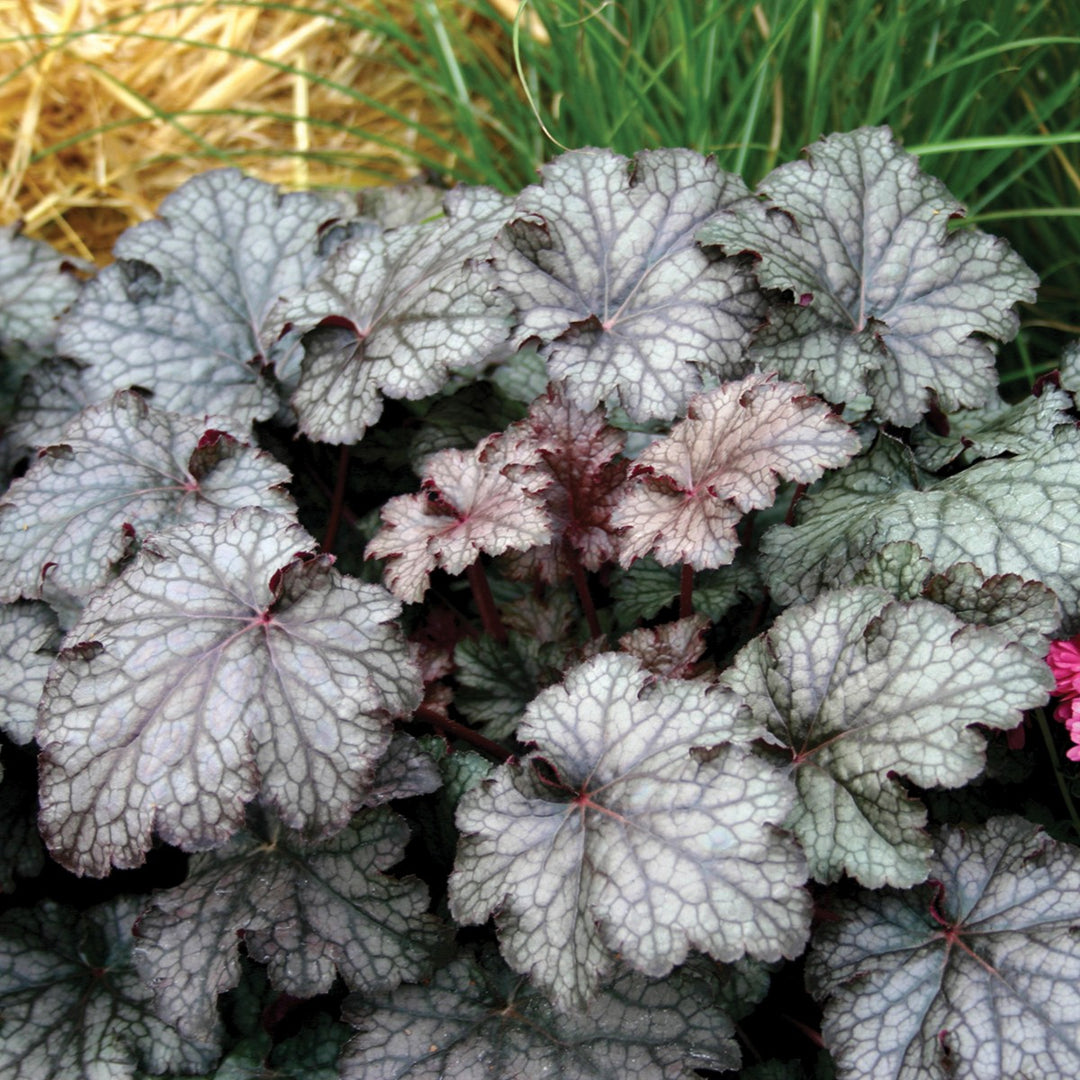 Heuchera americana 'Amethyst Myst' ~ Amethyst Myst Coral Bells