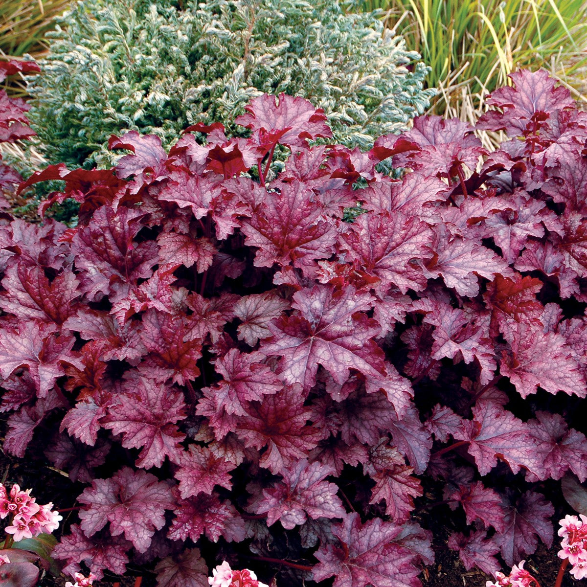 Heuchera americana 'Amethyst Myst' ~ Amethyst Myst Coral Bells