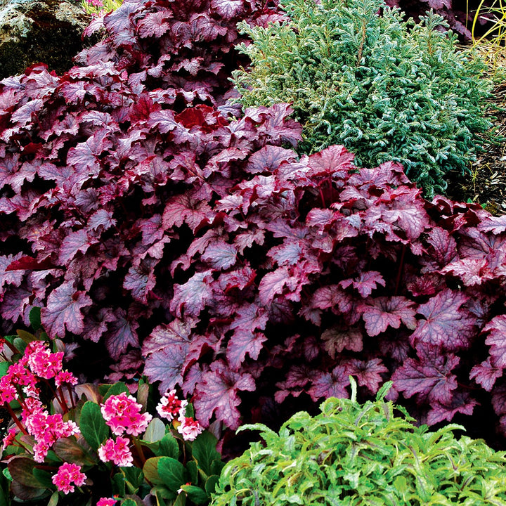 Heuchera americana 'Amethyst Myst' ~ Amethyst Myst Coral Bells