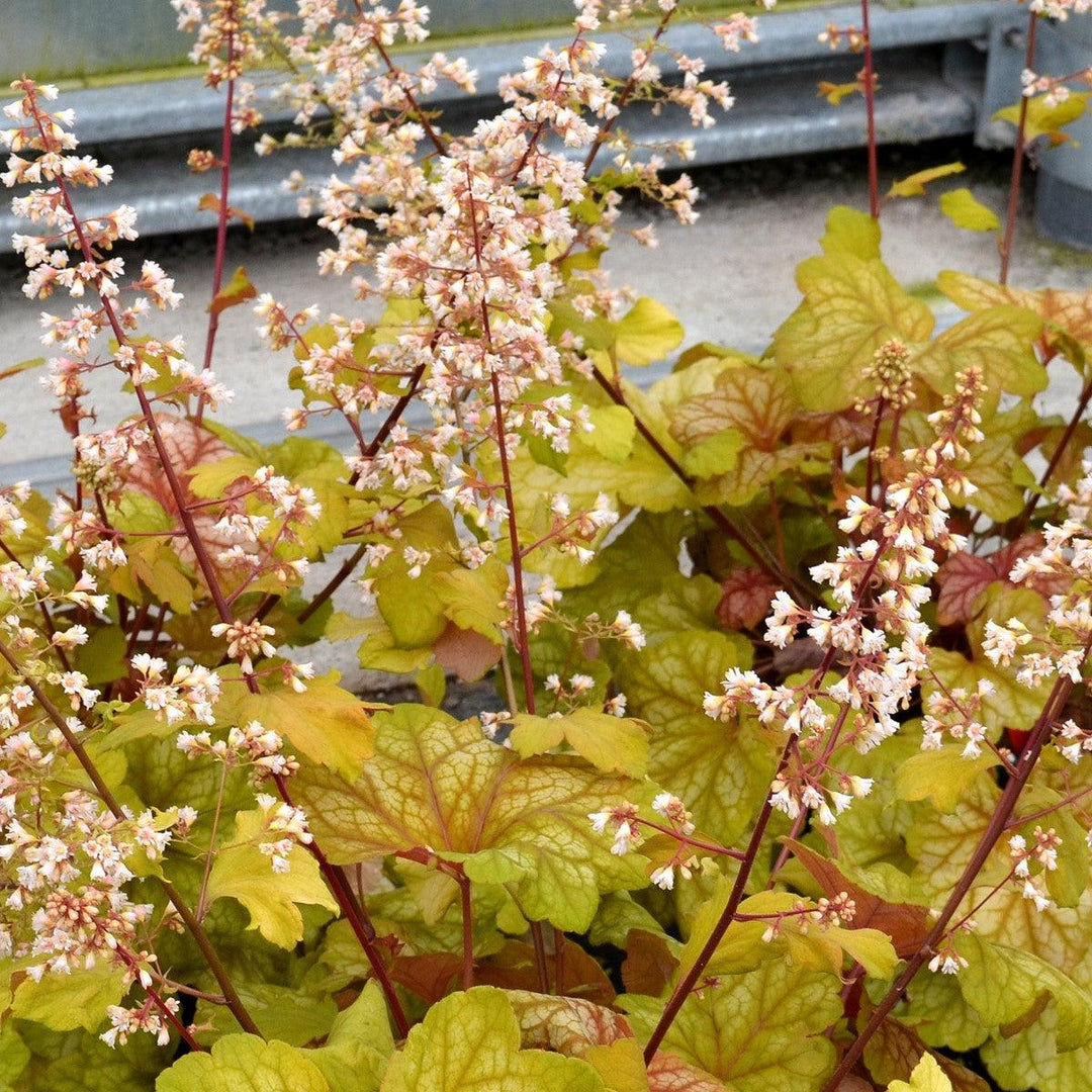 Heuchera 'Champagne' ~ Champagne Coral Bells-ServeScape