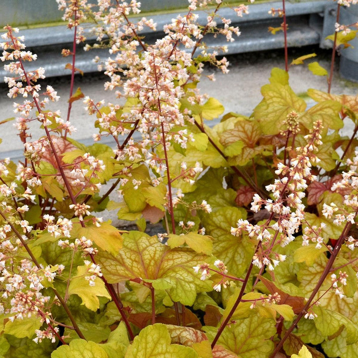 Heuchera 'Champagne' ~ Champagne Coral Bells-ServeScape