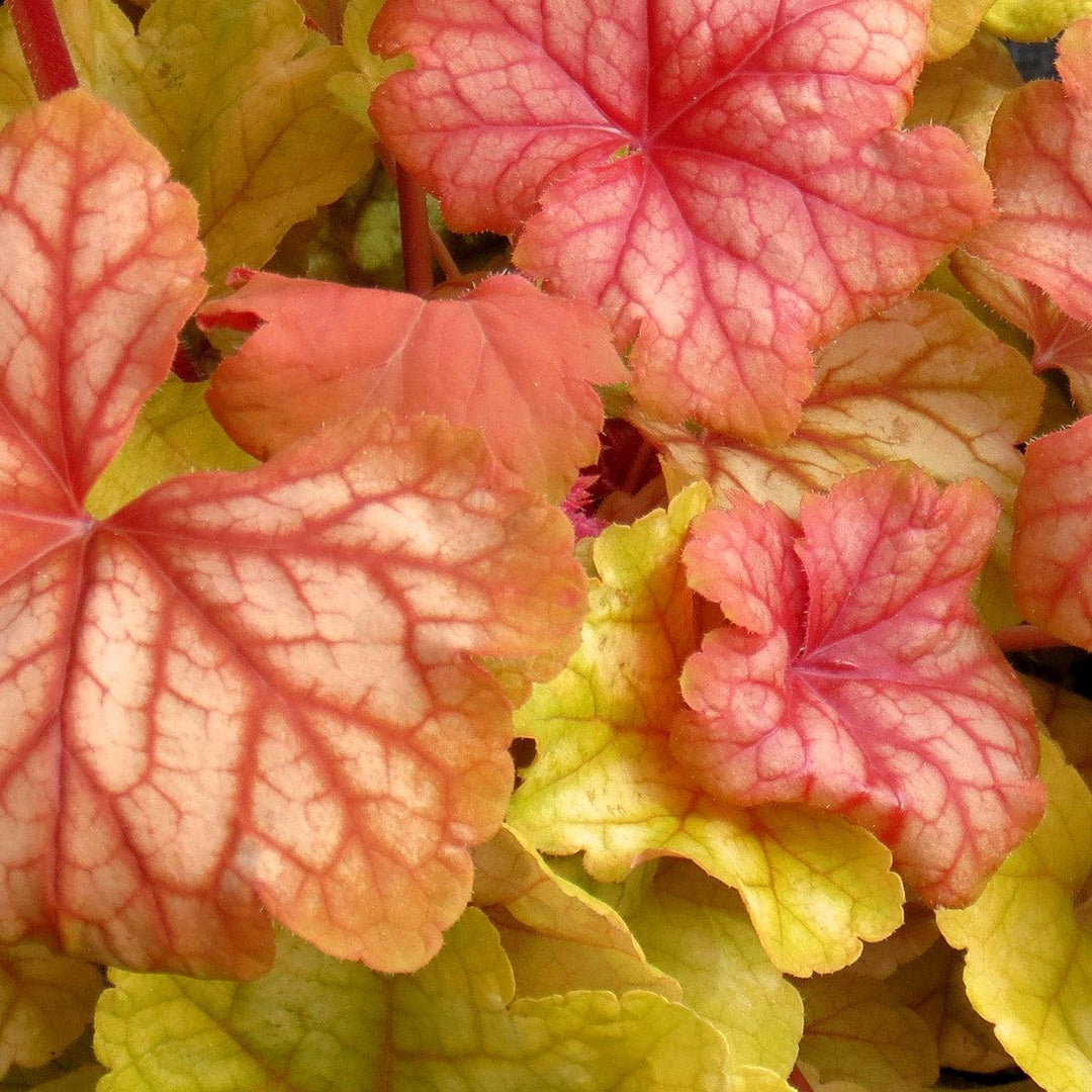 Heuchera 'Champagne' ~ Champagne Coral Bells-ServeScape