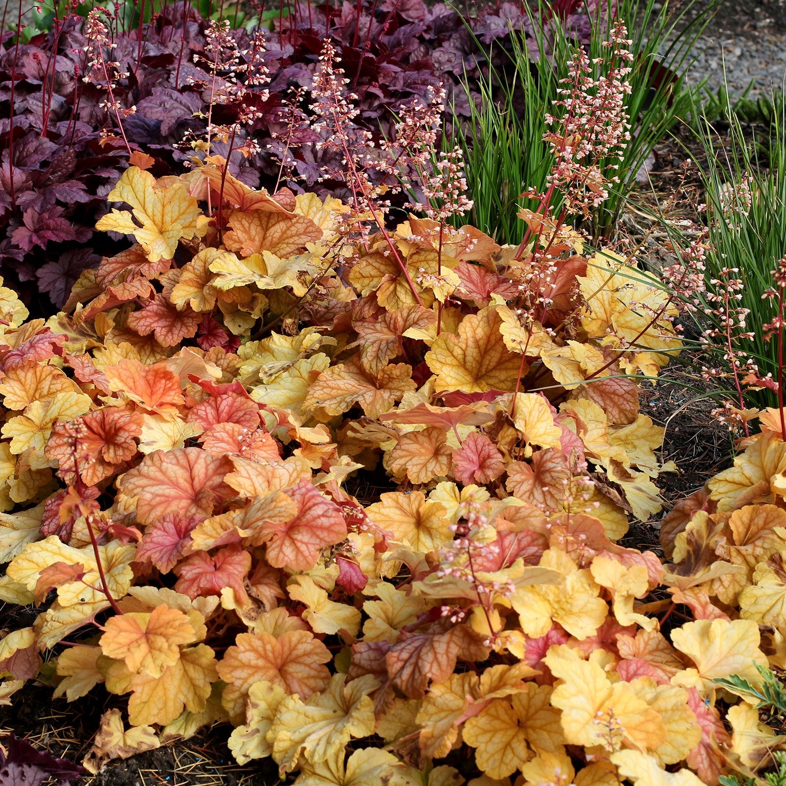 Heuchera 'Champagne' ~ Champagne Coral Bells-ServeScape