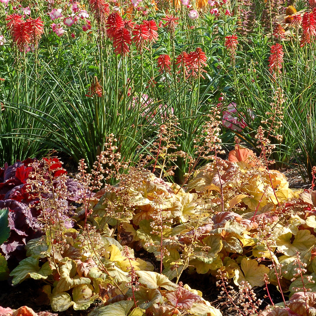 Heuchera 'Champagne' ~ Champagne Coral Bells-ServeScape