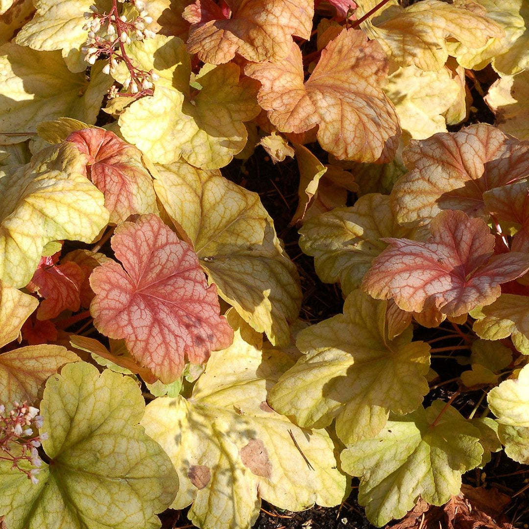 Heuchera 'Champagne' ~ Champagne Coral Bells-ServeScape