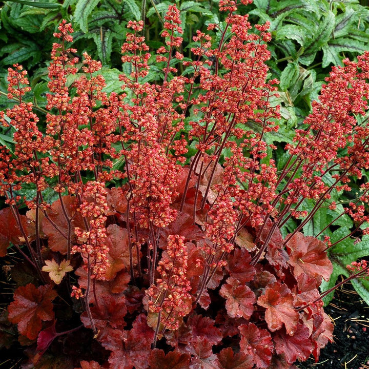 Heuchera 'Cherry Cola' ~ Cherry Cola Coral Bells-ServeScape