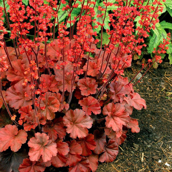 Heuchera 'Cherry Cola' ~ Cherry Cola Coral Bells-ServeScape