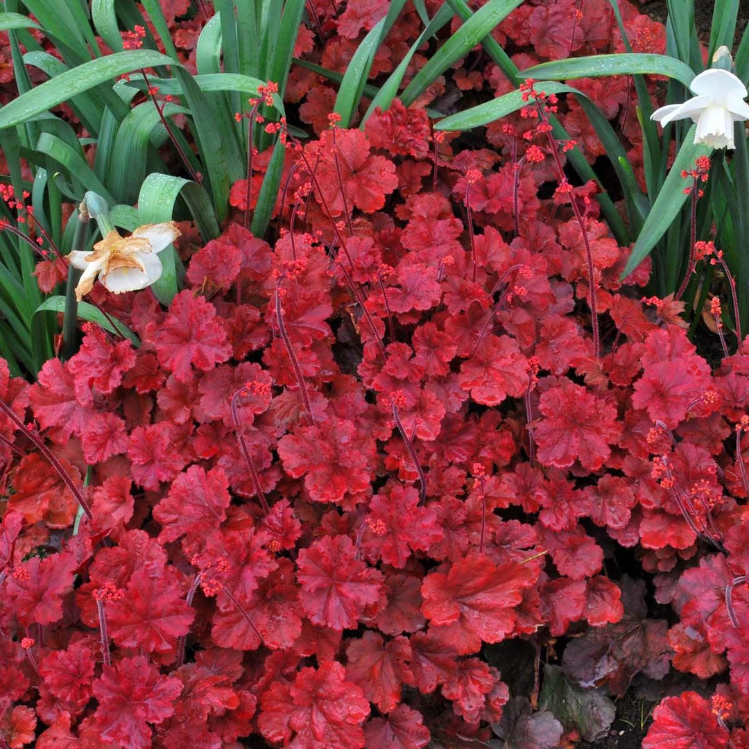 Heuchera 'Cherry Cola' ~ Cherry Cola Coral Bells-ServeScape