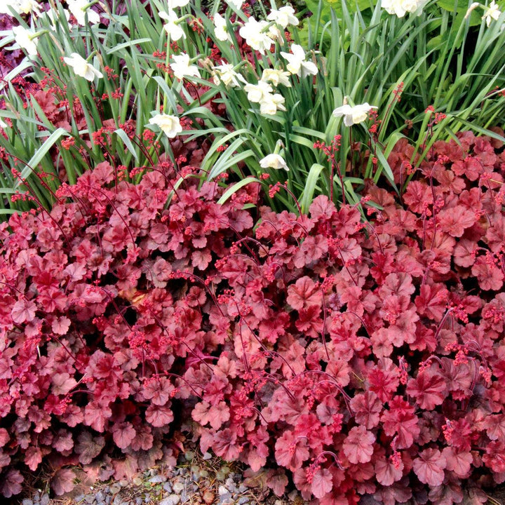 Heuchera 'Cherry Cola' ~ Cherry Cola Coral Bells-ServeScape